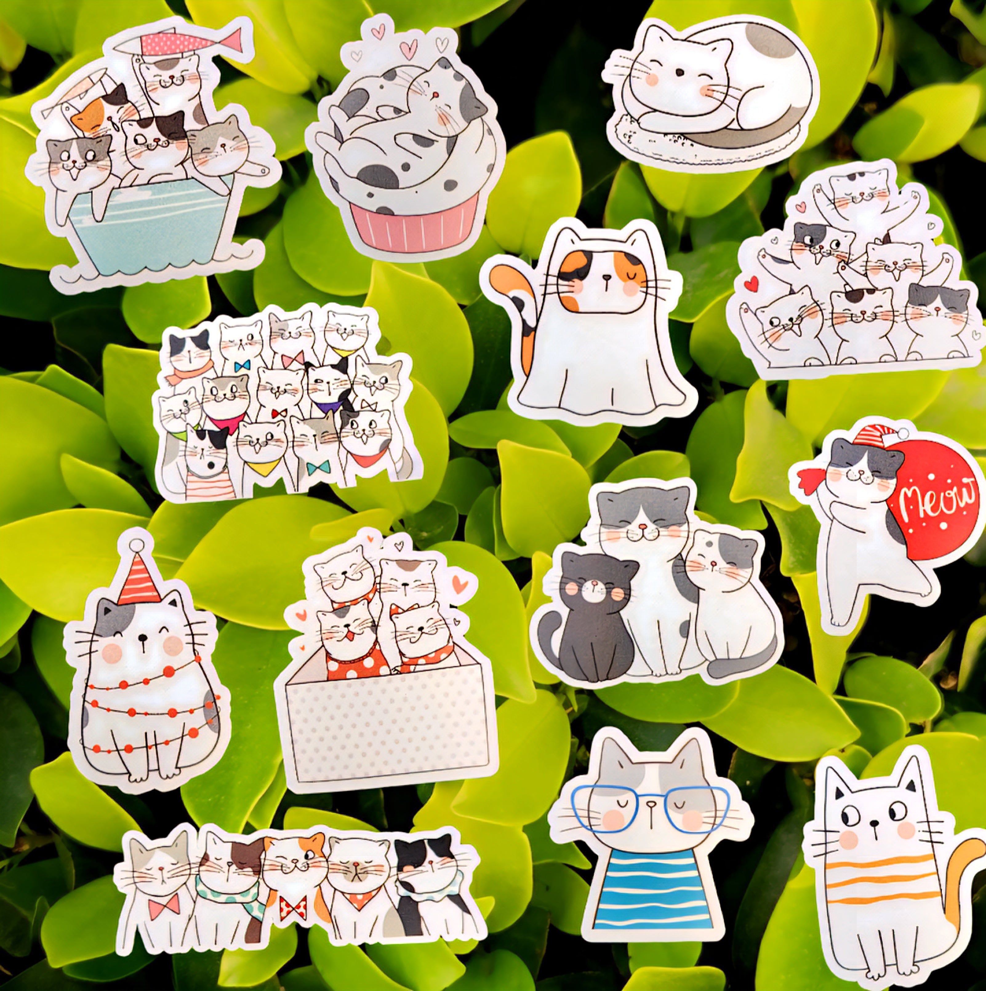 🐾 Pawsome Purr Bundle